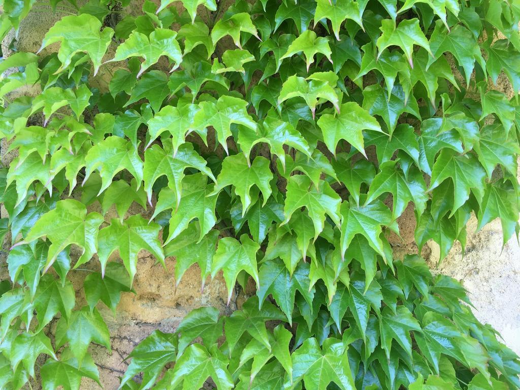 La Bastide Du Roy Rene Aix-en-Provence Exterior foto